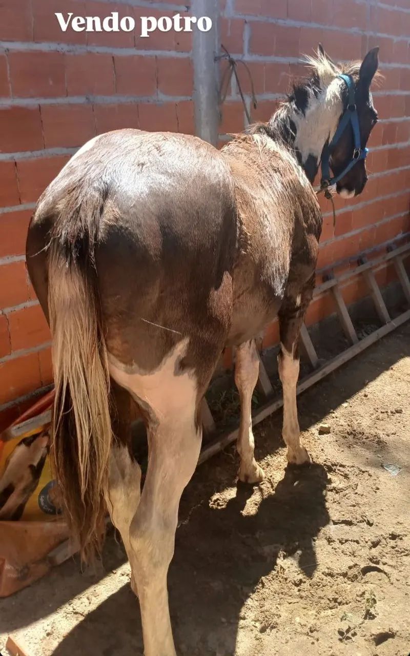 Vendo potro quarto de milha 