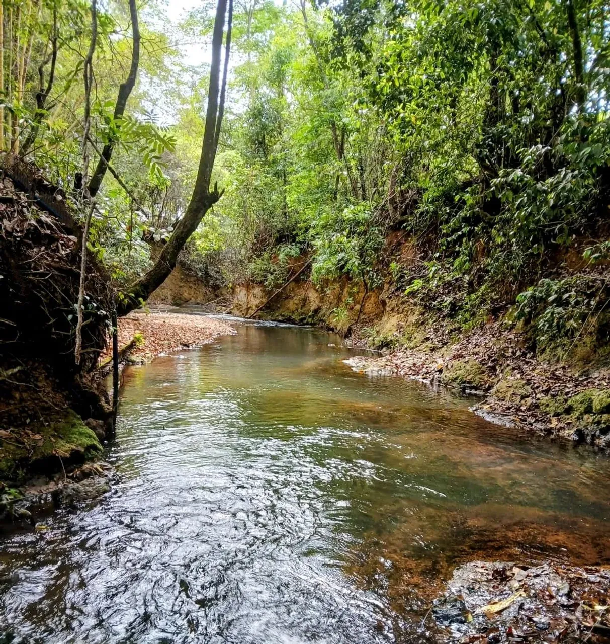 Chácara formada e Escriturada no Tororó - Mata nativa e Rio na propriedade