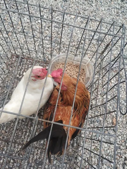 Casal de garnize  - Foto 3