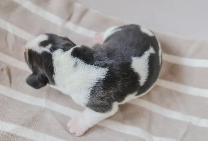 Filhote de beagle bicolor e tricolor macho e fêmea