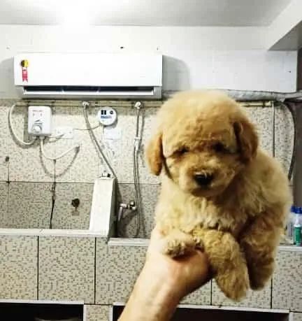 Poodle toy Chamar whats *