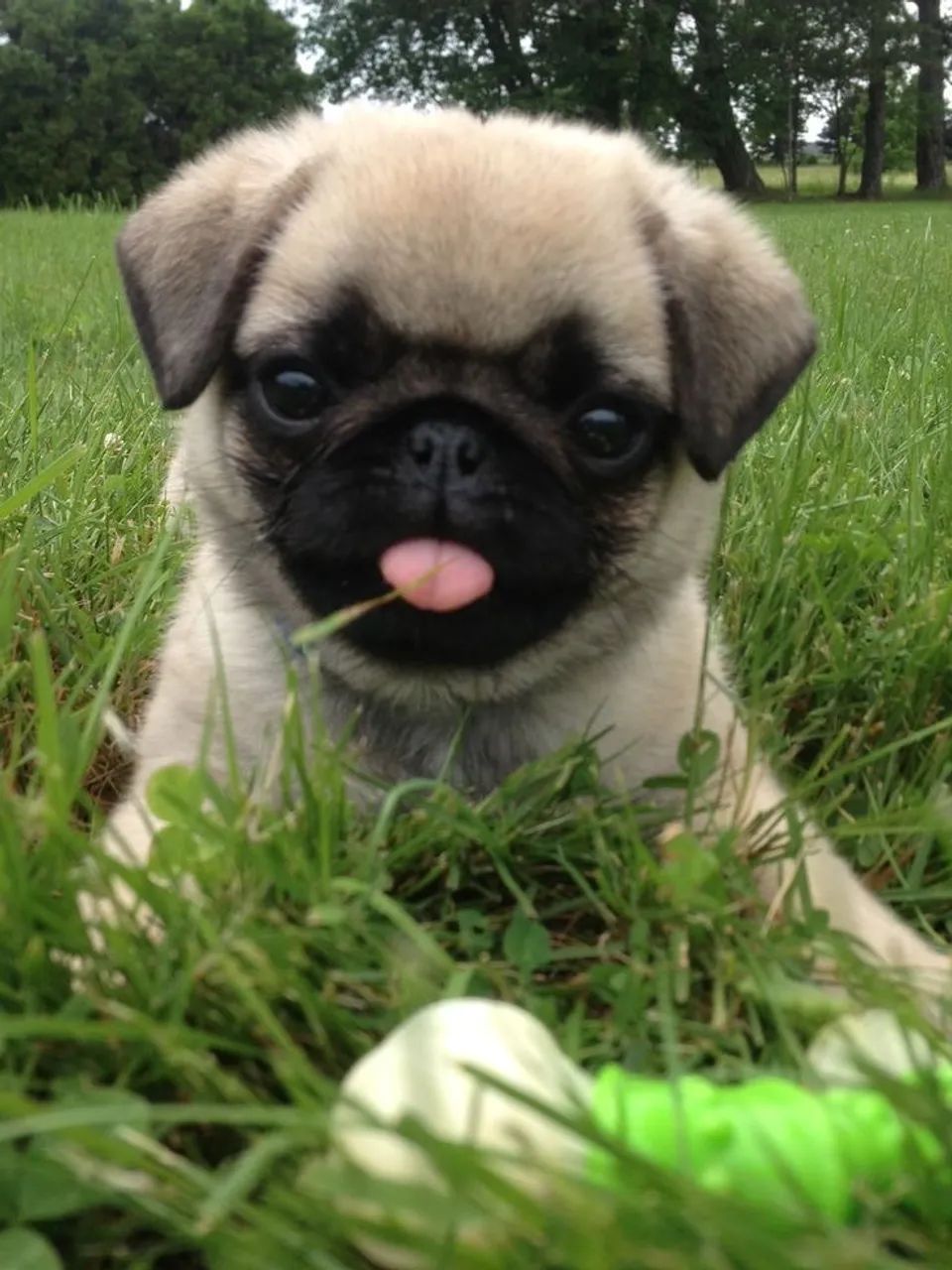   filhotinhos lindos de (Pug Macho e Fêmea Porte Pequeno) Pedigree Garantia e Vacina  - Foto 5