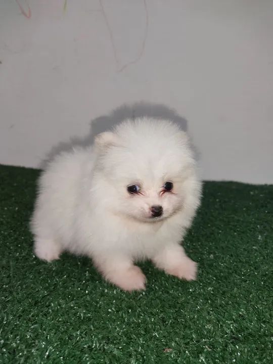 Filhote de Spitz Alemão - Foto 2