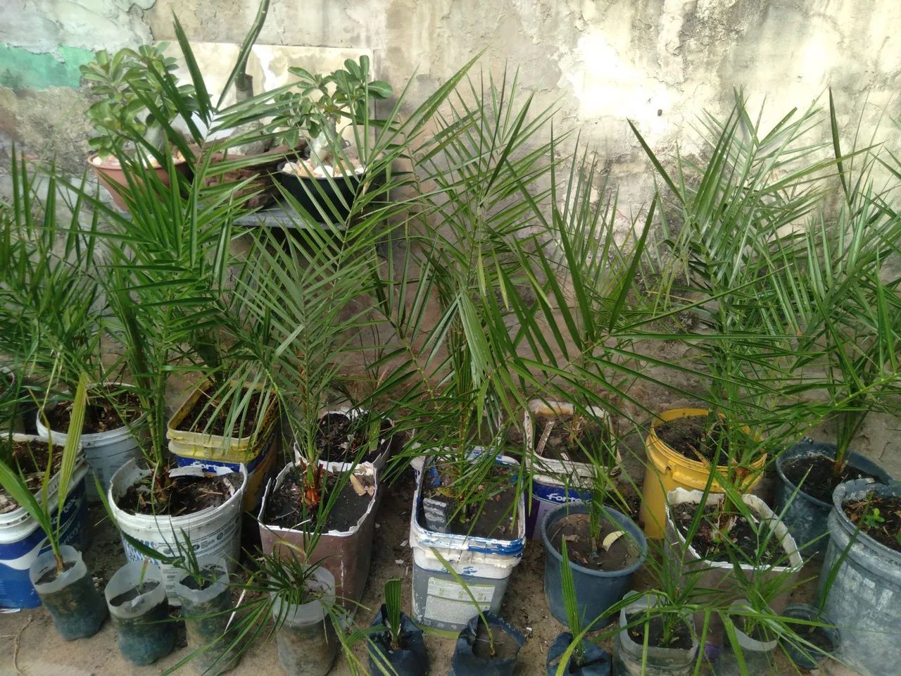 Palmeira  tâmara  - Foto 2