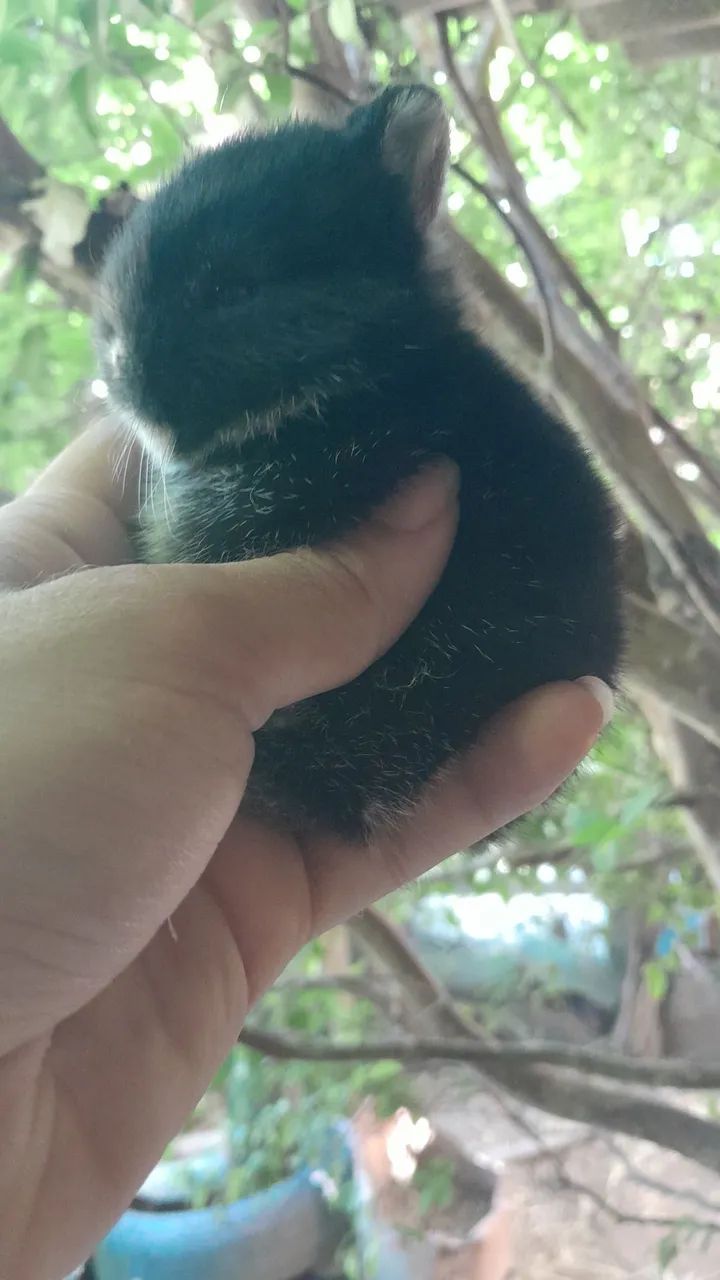 Anão netherland  - Foto 3