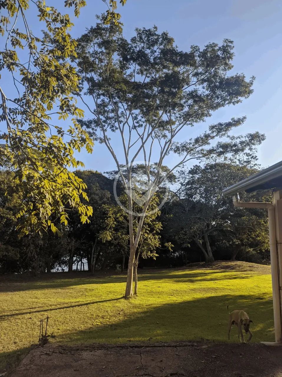 Linda chácara com 3 hectares a 10 minutos da Ambev a 207 metros de distância do Rio Cuiabá - Foto 5