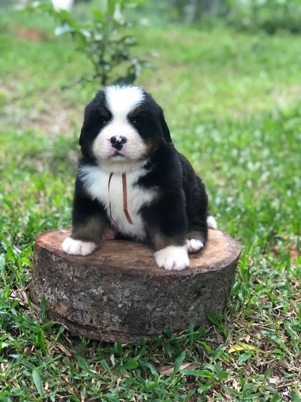 Bernese Mountain Dog | Pré-reserva