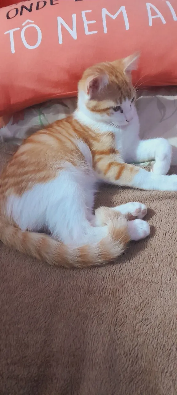 Gato para doação : raça Bicolor ele é macho ,só come ração, usa caixinha de areia