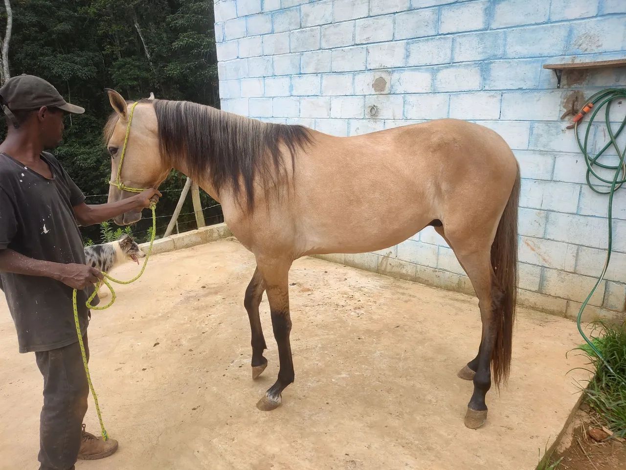 Potro Mangalarga Marchador  - Foto 3