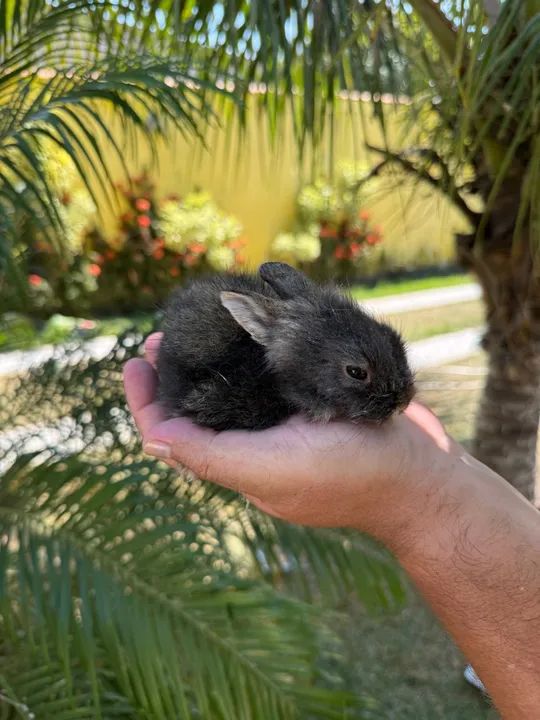 Filhotes de Mini lion a venda.  - Foto 4