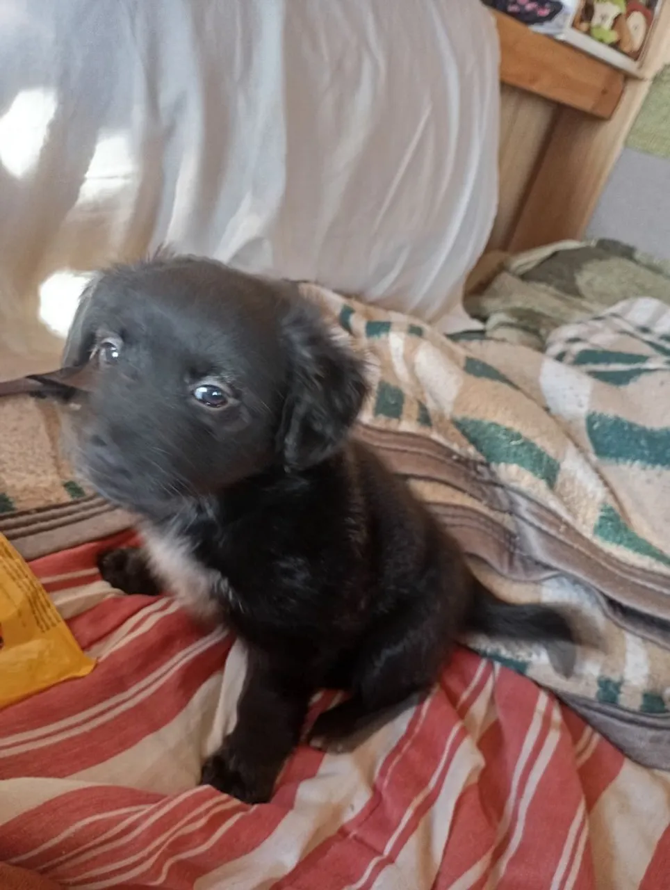 Filhote de cachorro adorável para adoção