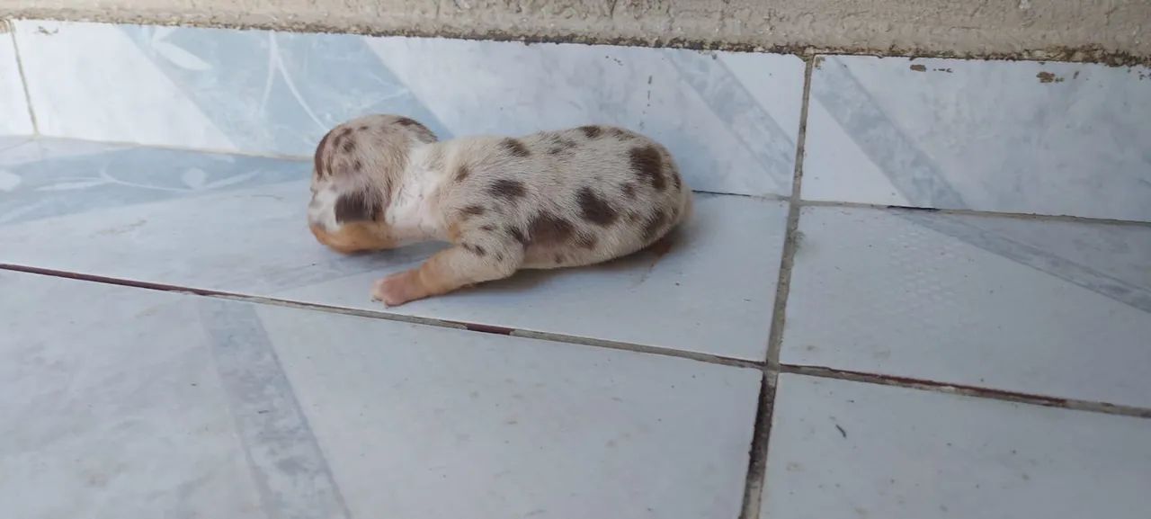 Dachshund Miniatura Lindos Filhotes Alerquim e Chocolate  - Foto 2