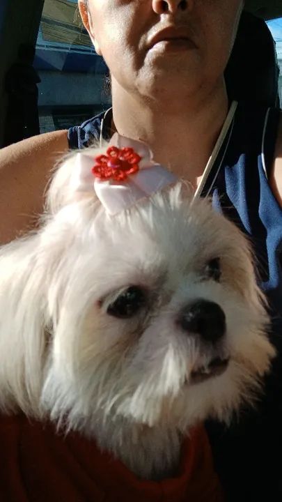 Linda shih tzu fêmea legitimo 3 anos doação  - Foto 2