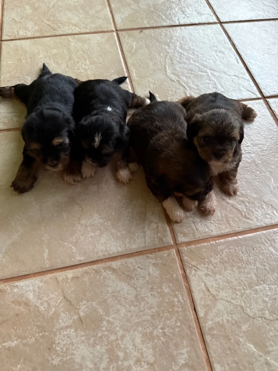 Filhotes de Shih Tzu disponíveis para adoção