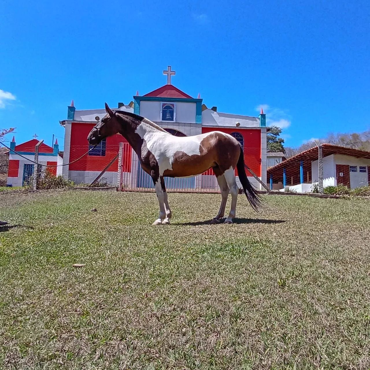 Égua campolina ( marcha picada) - Foto 3