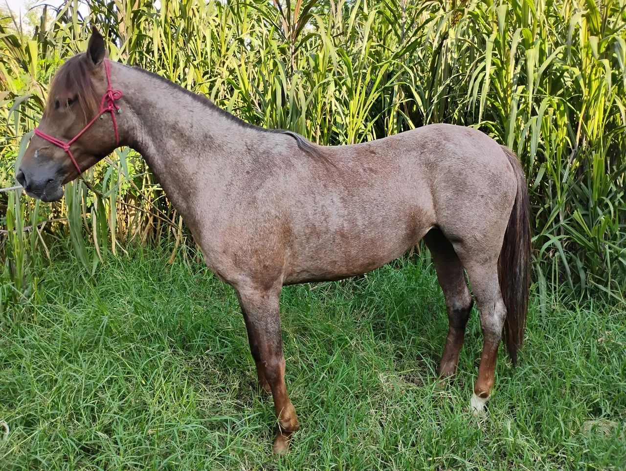 Égua a venda ou troca de charrete e sela  - Foto 3