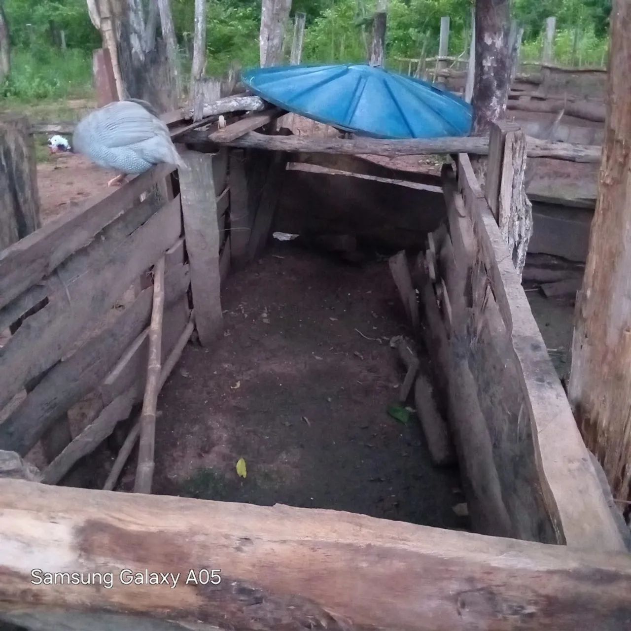 SÍTIO 27,3 HECT.  SADIA 2 Pego casa  e veículo  - Foto 5