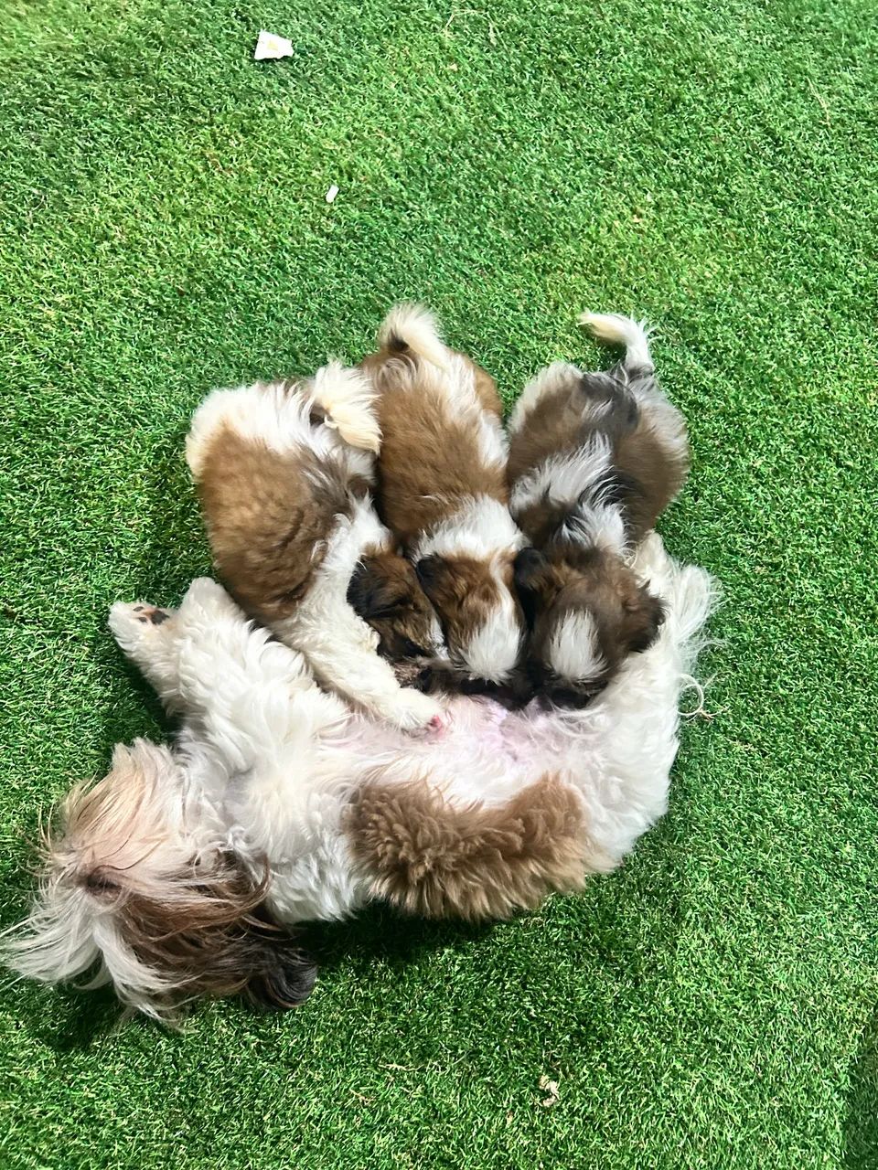 FILHOTES DE SHIH TZU TRICOLOR - LINHAGEM NOBRE - Foto 3