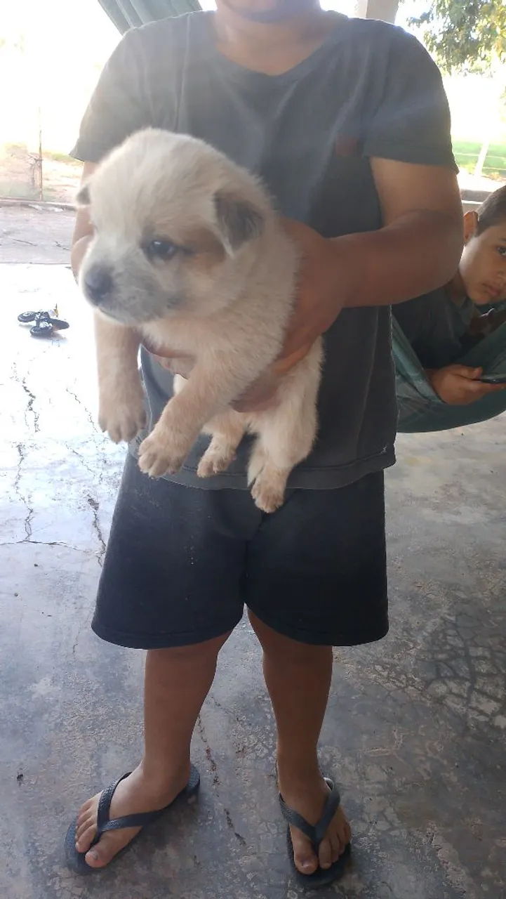 Filhote de cachorro