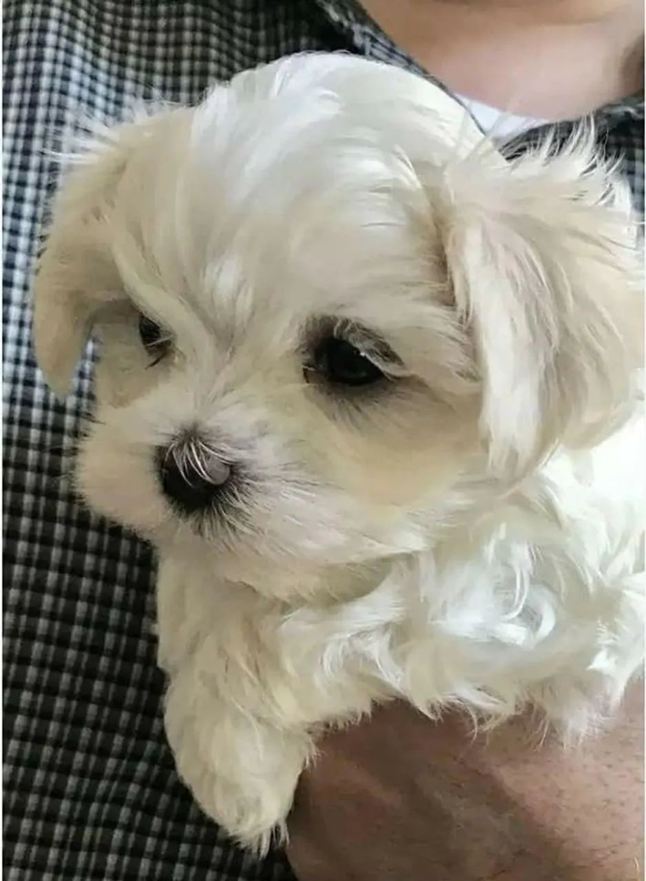 Filhotes de Maltes | Amor que brilha nos olhos.