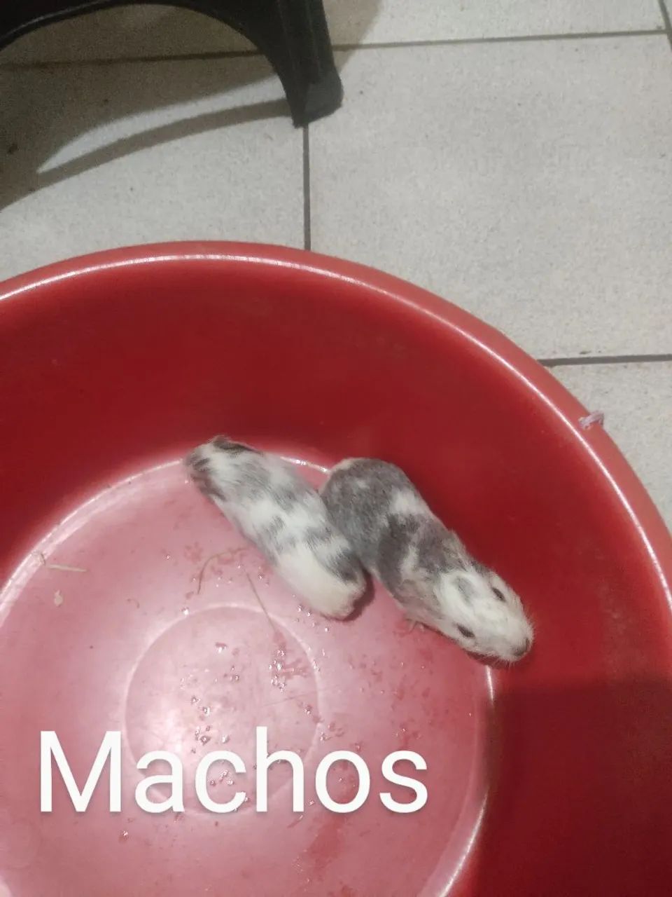 Filhotes de porquinhos da índia 