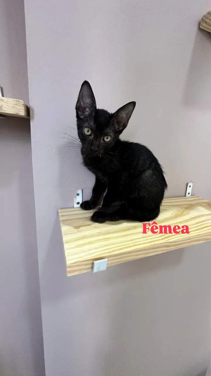 Bebês para adoção 