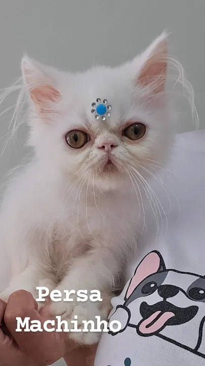 Gatinho Persa Macho Branco