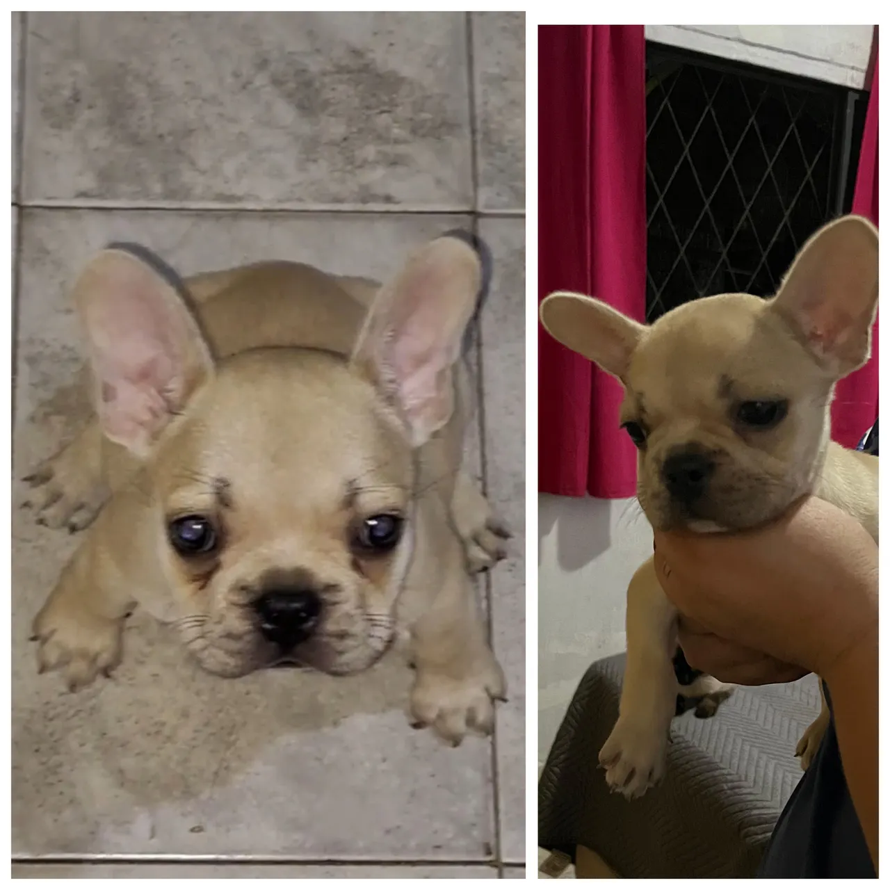 Filhote de Bulldog Francês - Uma fofura!