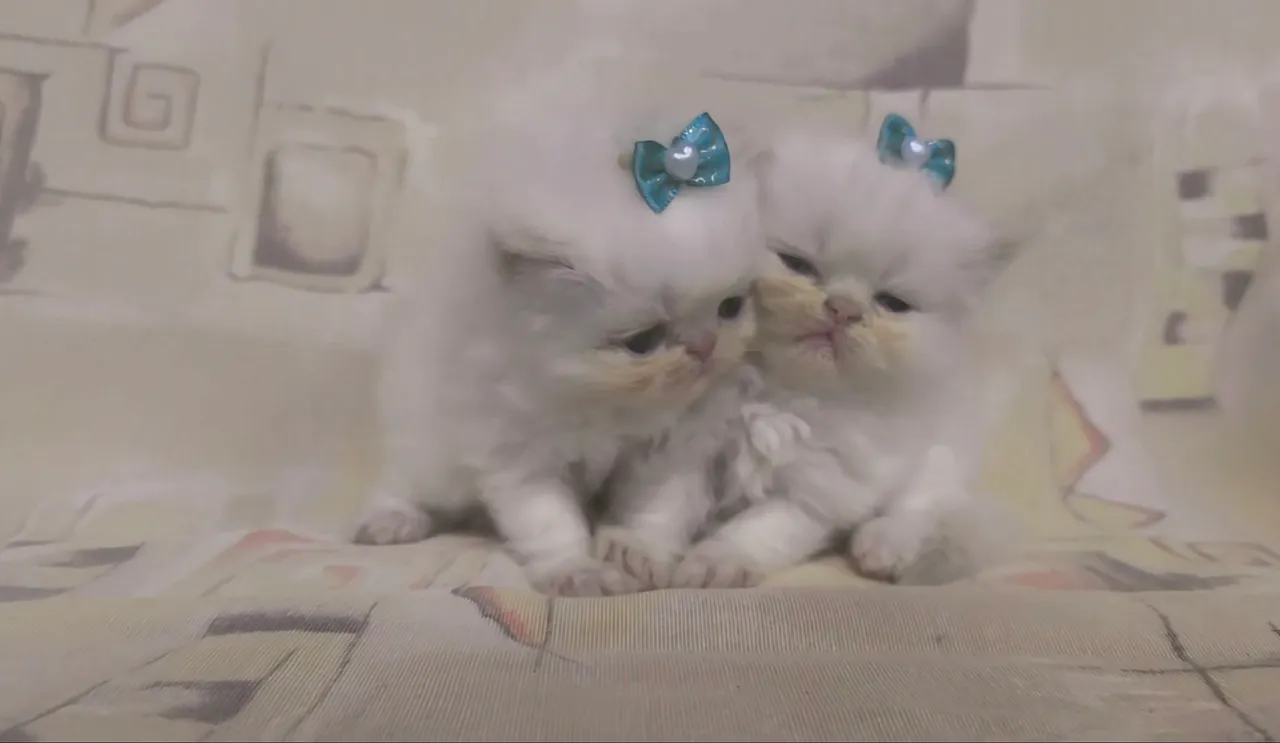 Gatos Persas Himalaios fêmeas, tenho machos tbm