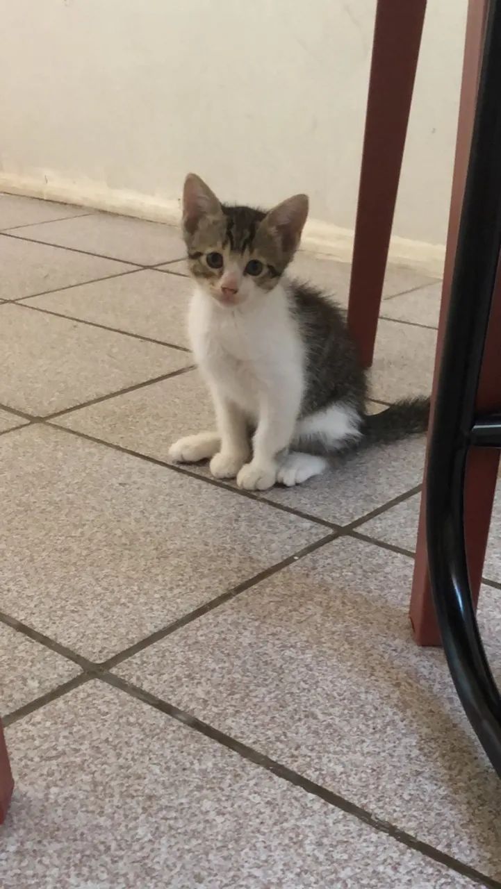 Gatas pra adoção responsável 