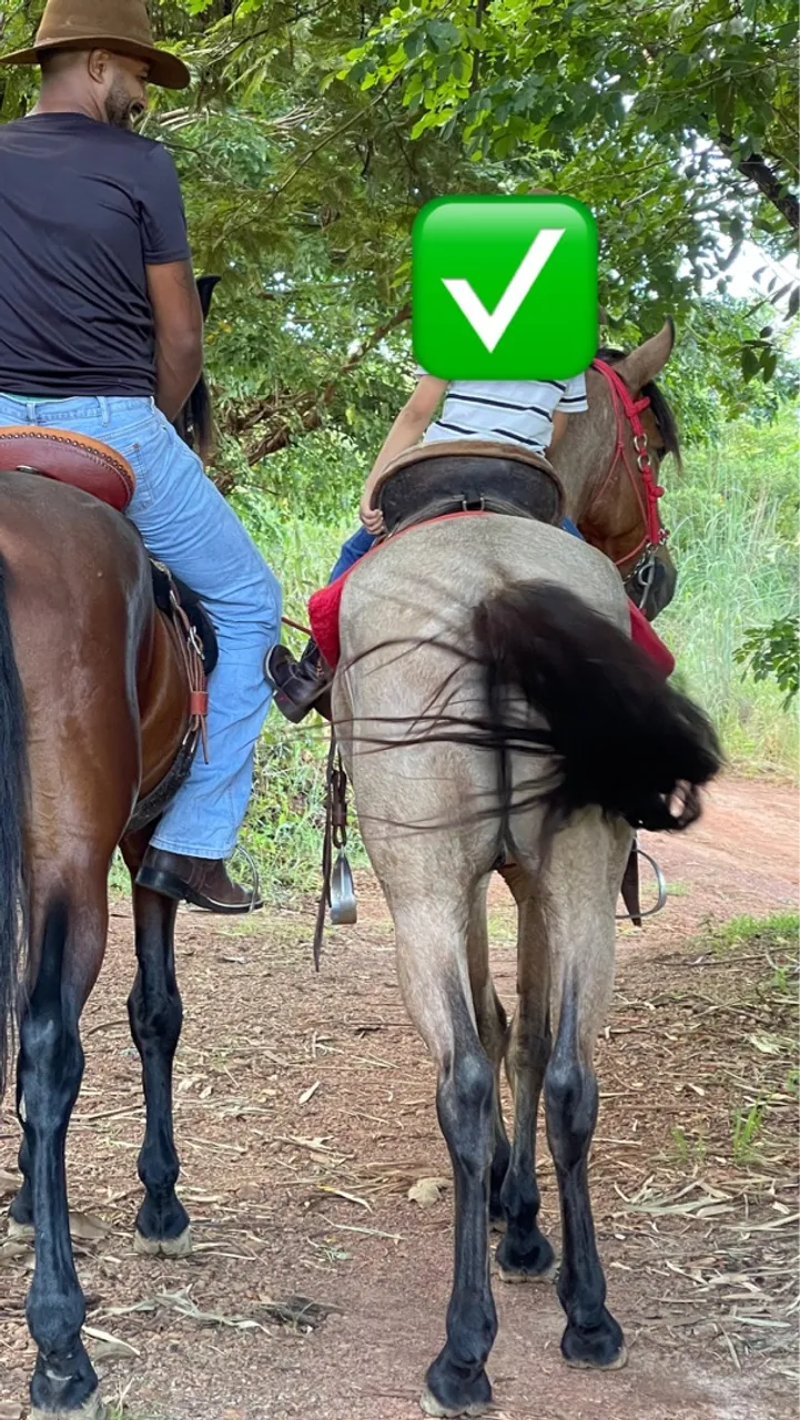 Cavalo mangalarga