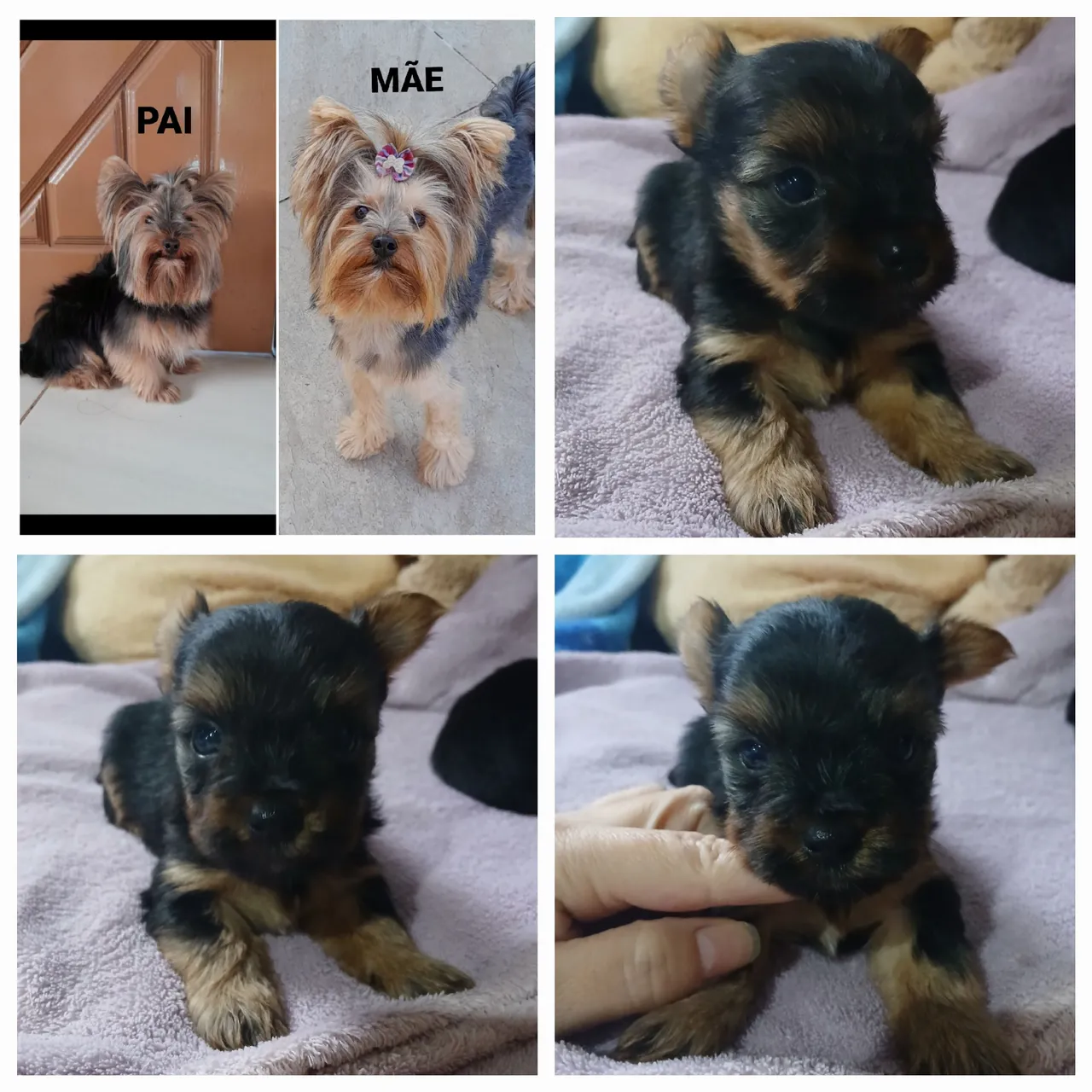 Yorkshire Terrier Filhotes