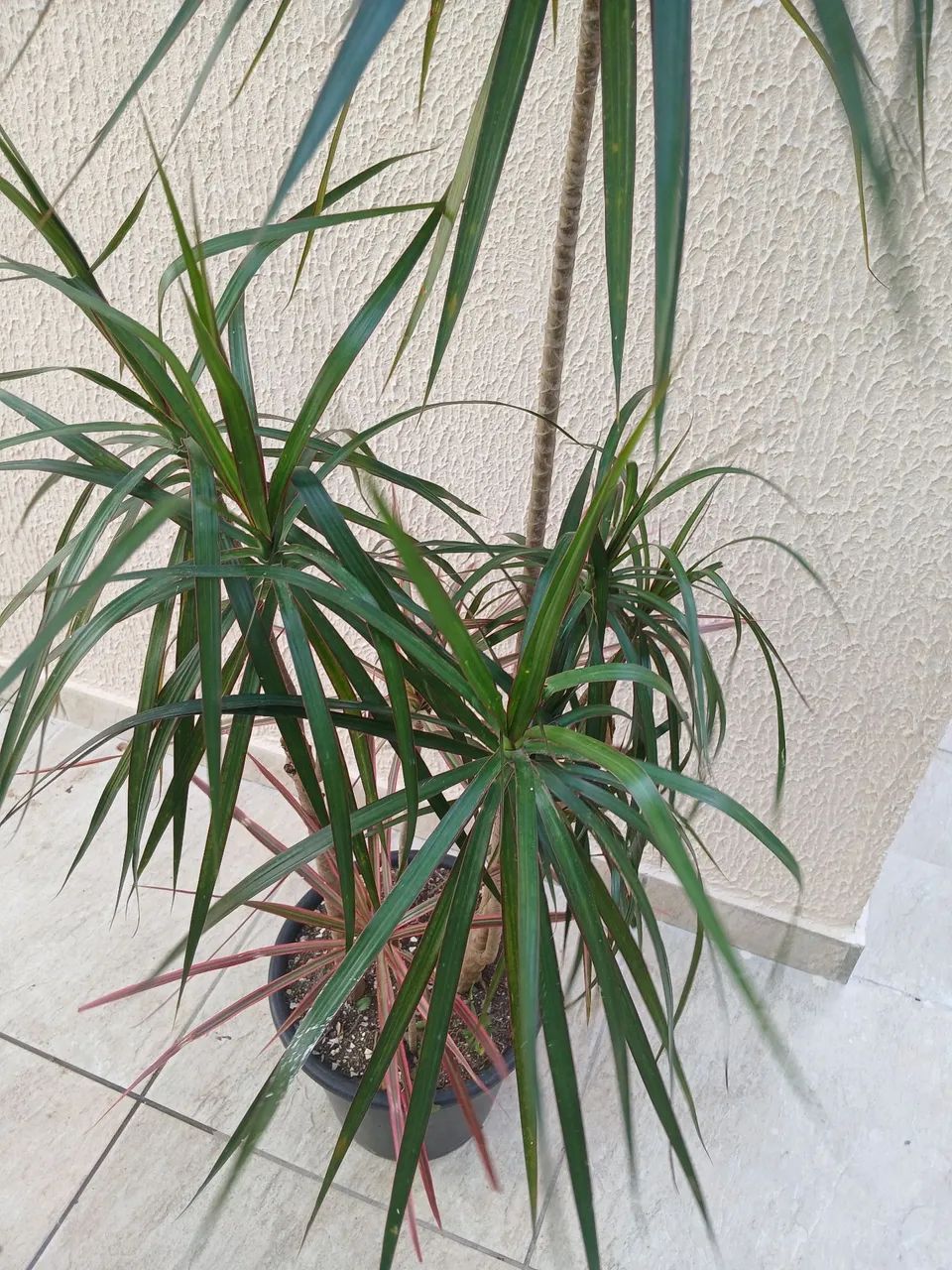 Dracena - Foto 5