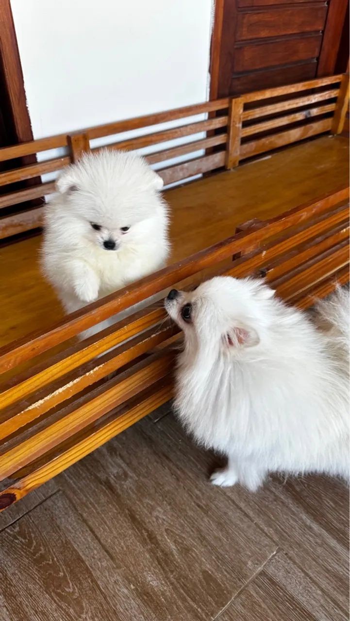 Dois filhotes machos de Spitz Alemão