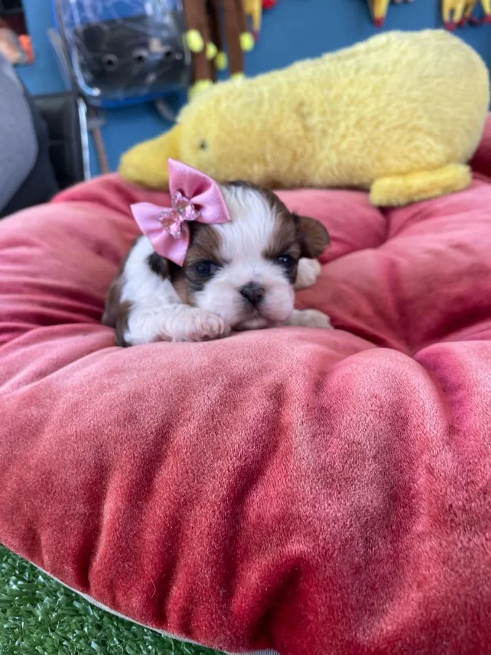  Shih Tzu fêmea com pedigree - Foto 4