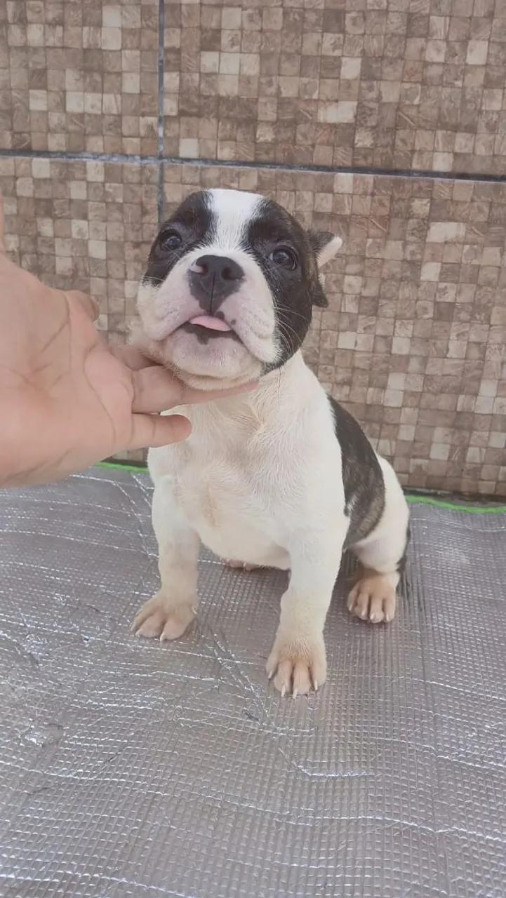 PROMOÇÃO FILHOTE AMERICAN BULLY