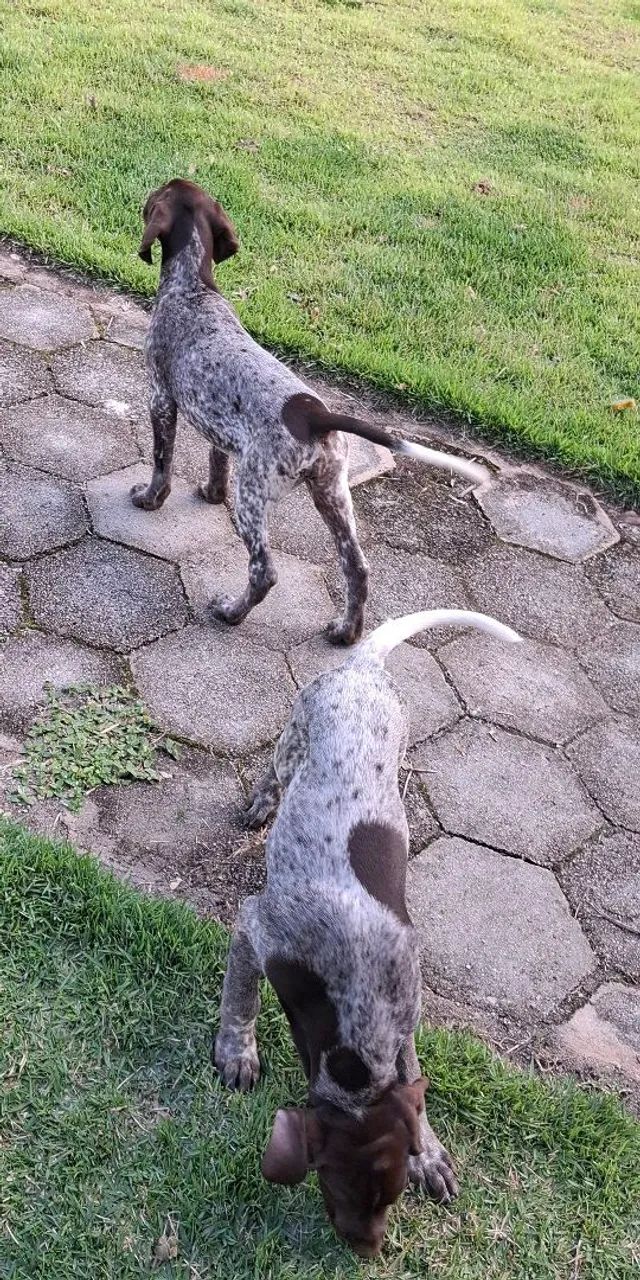 Vendo Filhotes Braco/Pointer Alemão  - Foto 4