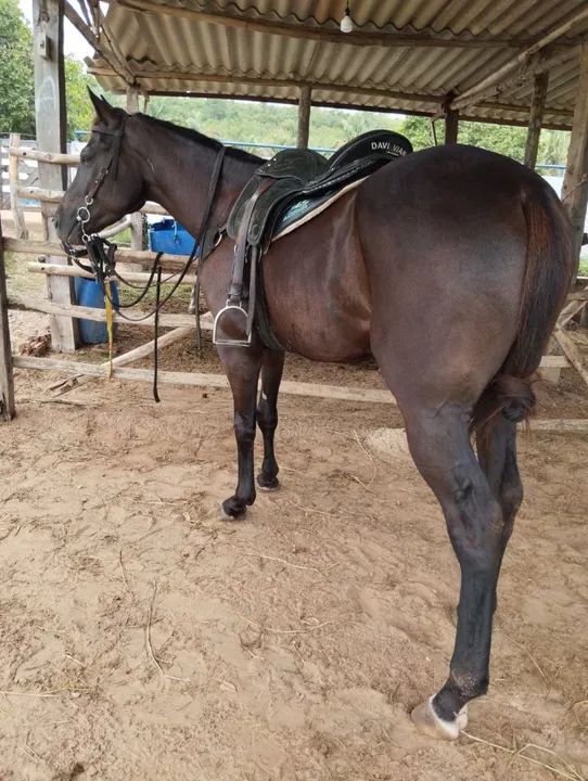 Cavalo Quarto de Milha para venda