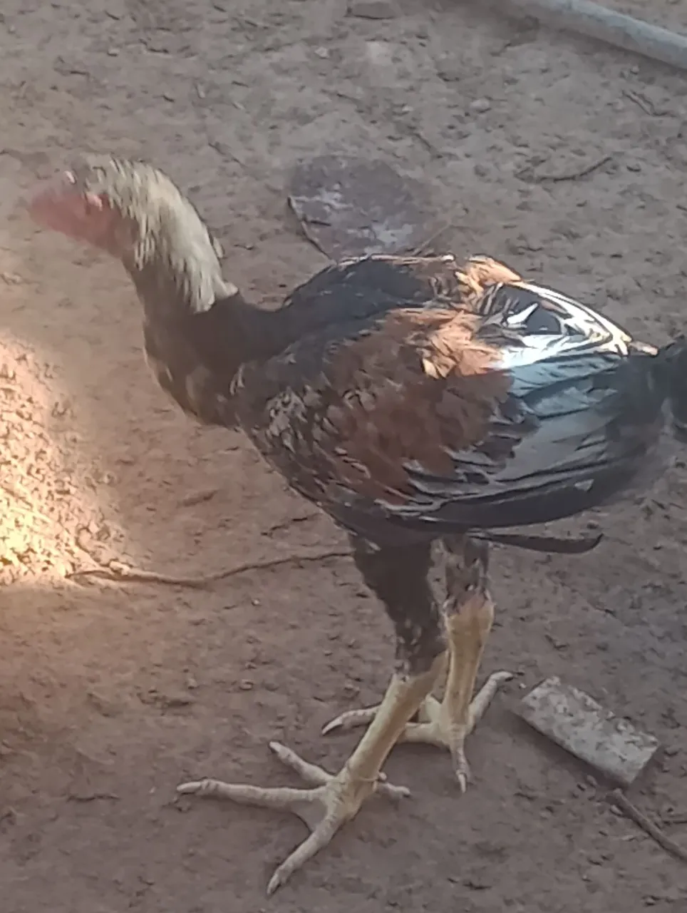 Galinha índio gigante pura