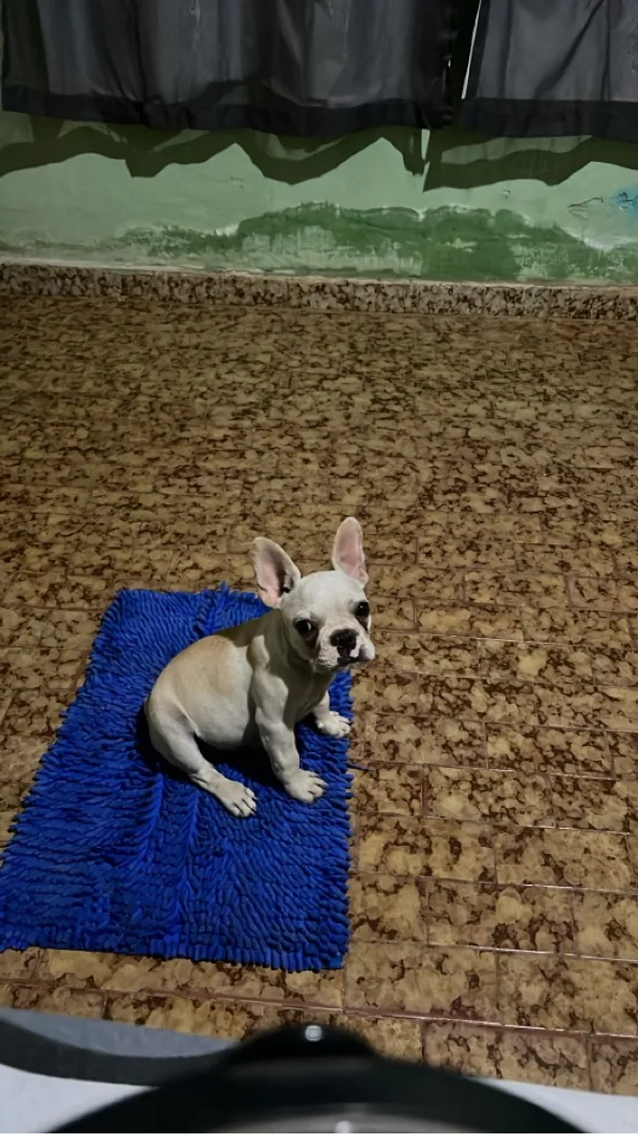 Filhote de Bulldog Francês macho