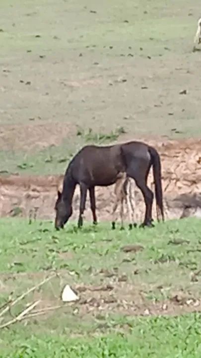 Egua por 800 reais!! (Aceito oferta)  - Foto 2