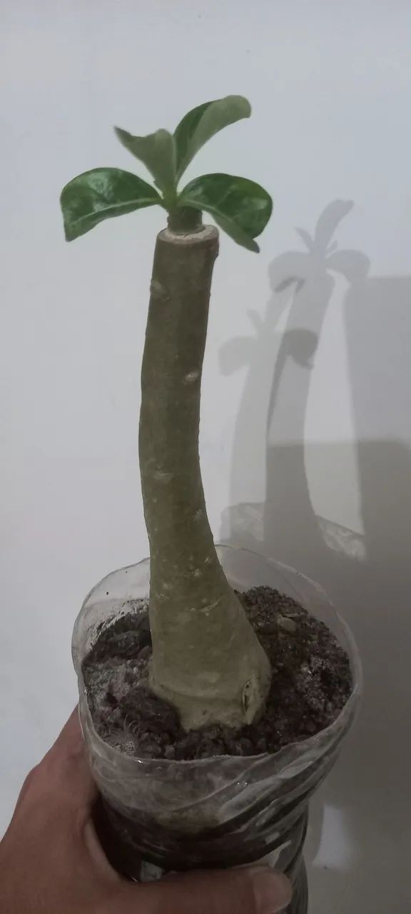 Rosa do deserto  - Foto 5