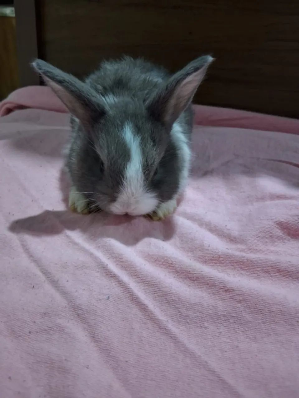 Mini Lopp Rabbit Kits64706225167234124