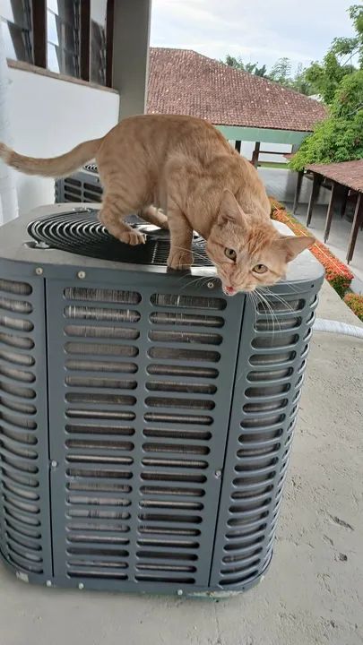 Gatinho laranja lindo para adoção  - Foto 2