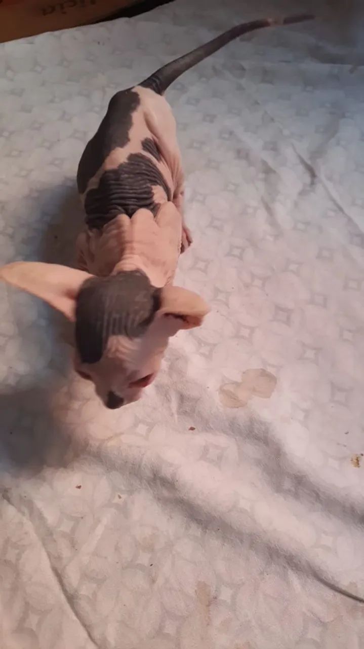 Sphynx filhotes