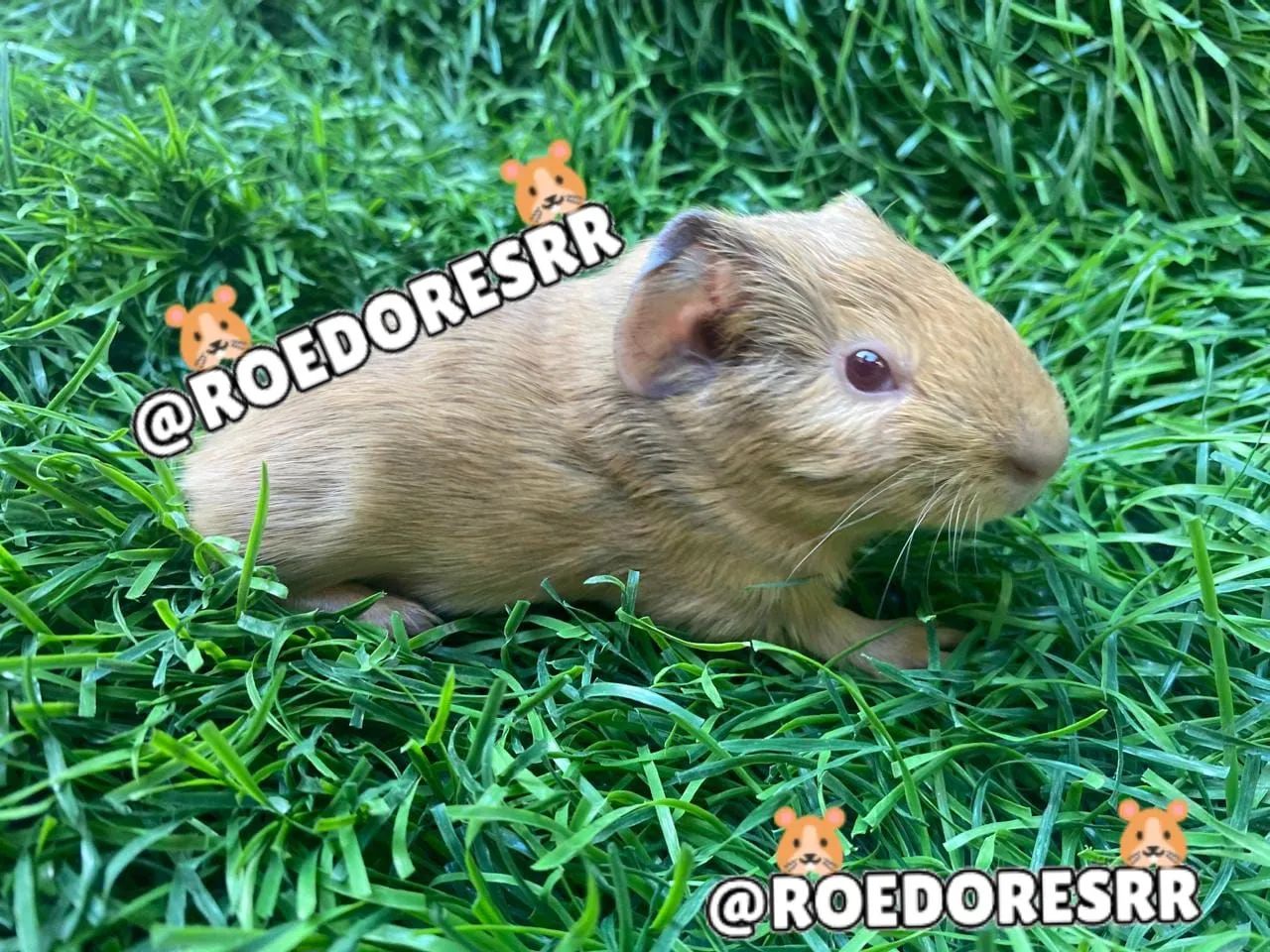 PORQUINHOS DA INDIA  - Foto 2