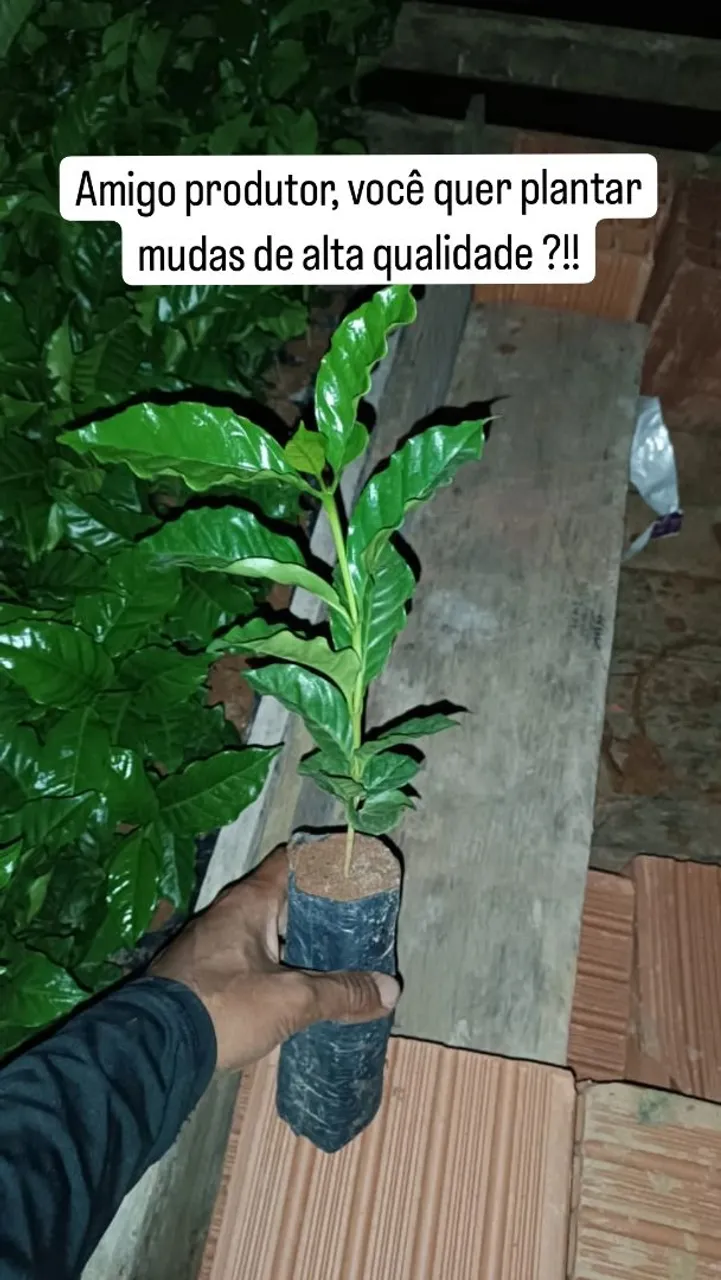 Mudinhas de café de alta qualidade para plantio