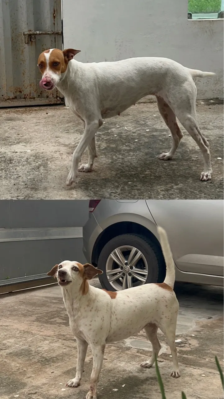 Cachorro para Adoção - Porte Médio