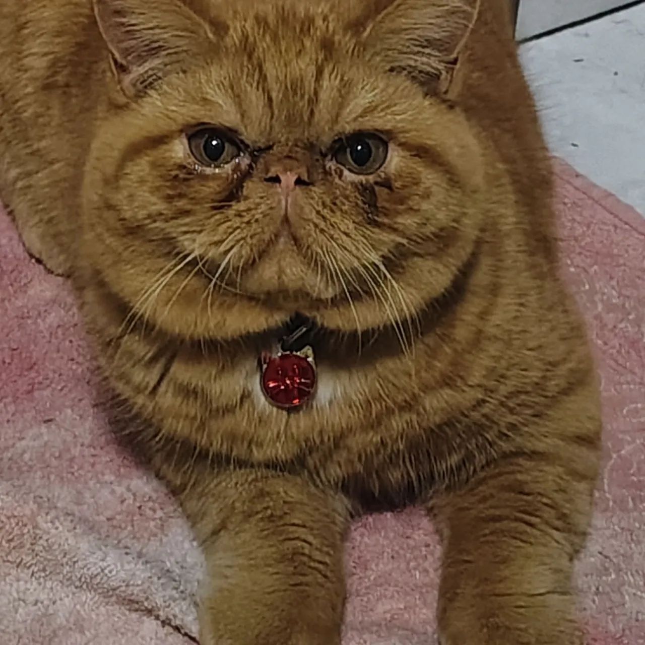 Gato Persa Exótico - Macho - Foto 2