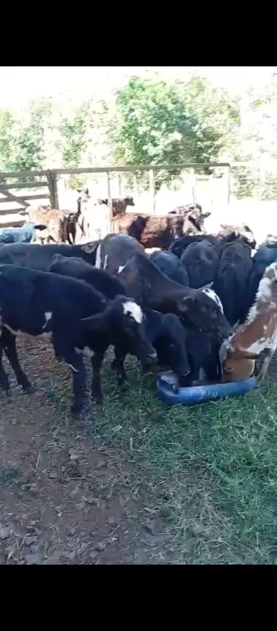 Bezerros para venda